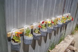 Milk Jug Garden - photo of upcycled milk jugs into planters 